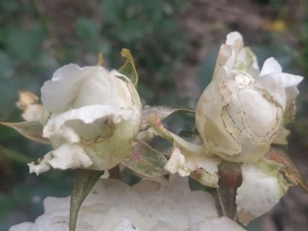 Che formica si mangia le rose?